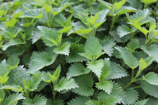 The picture shows many stinging nettles