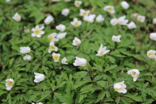 The picure shows field of anemones