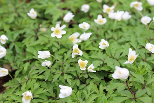 The picture shows a field of anemones