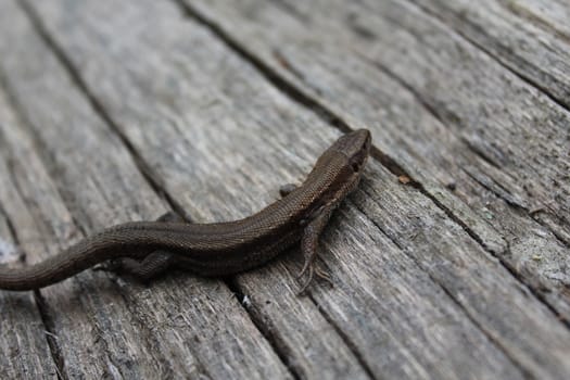 The picture shows a lizard on wood