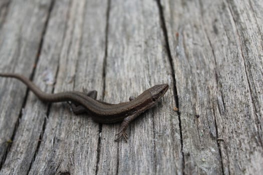 The picture shows a lizard on wood