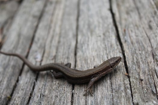 The picture shows a lizard on wood