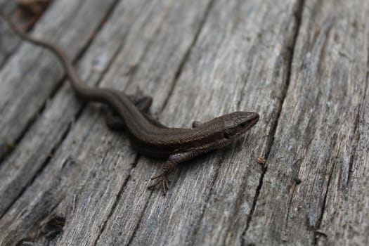 The picture shows lizard on wood