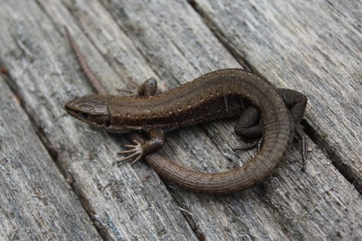 The picture shows lizard on wood