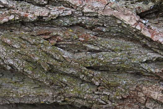 The picture shows a bark of a tree