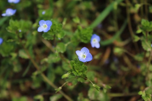 The picture shows a field of speedwell in the garden