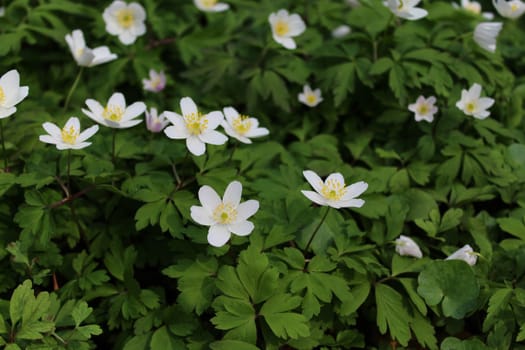 The picture shows a field of anemones