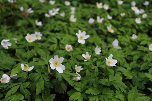 The picture shows a field of anemones