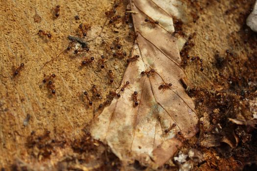 The picture shows many red ants in the forest