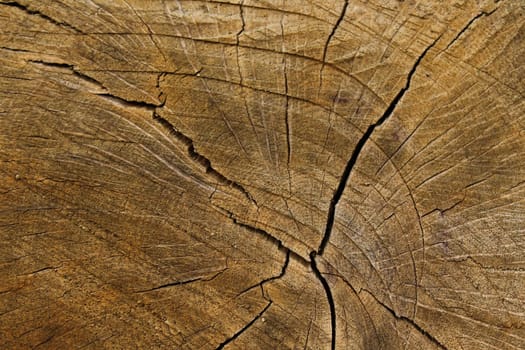 The picture shows a structure of a tree trunk