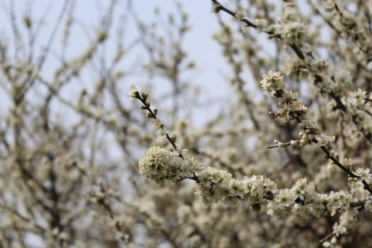 The picture shows white blossoms in the spring