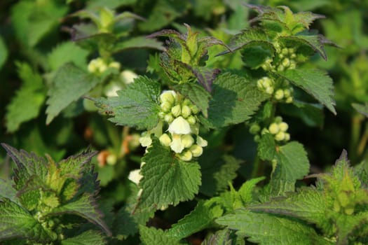 The picture shows a field of white deadnettles