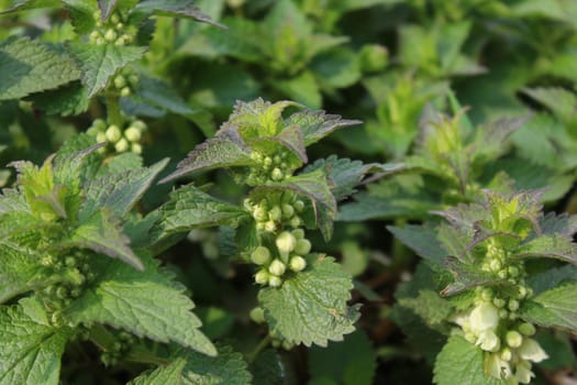 The picture shows a field of white deadnettles