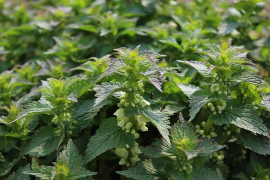 The picture shows a field of white deadnettles