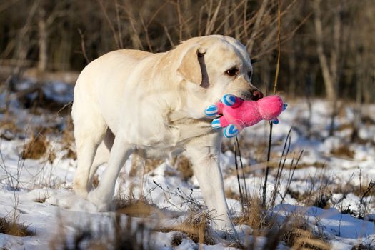 yellow labrador in the snow in winter with a toy