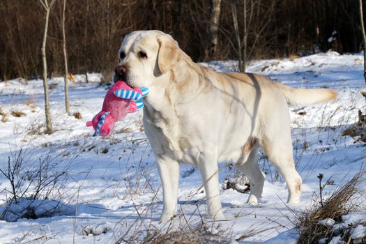 the yellow labrador in the snow in winter with the toy