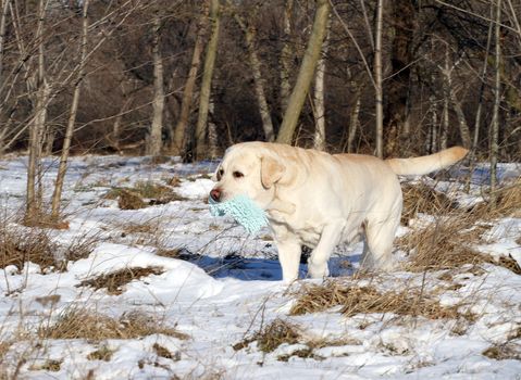 a yellow labrador in the snow in winter with the toy