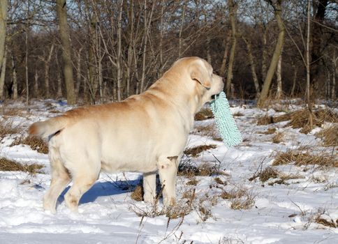 yellow labrador in the snow in winter with the toy