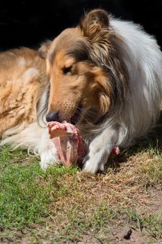 portrait of golden collie dog with a bone with raw meat carrying barf diet