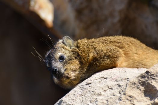 A relaxed rock hyrax (Procavia capensis) basking in sunlight on a rock, Mossel Bay, South Africa