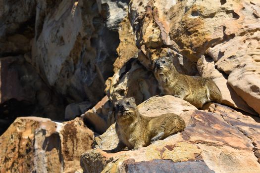 A pair of rock hyrax (Procavia capensis) relaxing on sandstone looking into the distance, Mossel Bay, South Africa