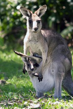 A vertical closeup shot of a female grey kangaroo with its cute joey in its pouch
