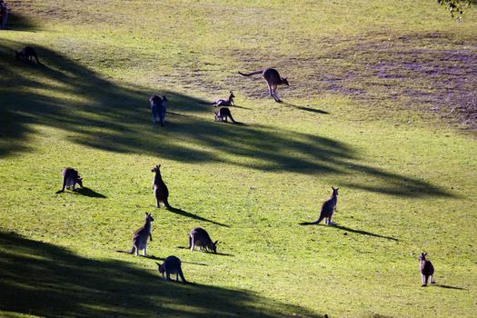 High angle shot of a mob of kangaroos in a sunny valley