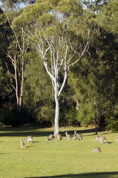 Vertical shot of a group of kangaroos resting under a large gum tree in a sunny valley