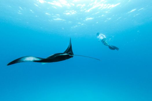 Male free diver and Giant oceanic manta ray, Manta Birostris, hovering underwater in blue ocean. Watching undersea world during adventure snorkeling tour on Maldives islands.