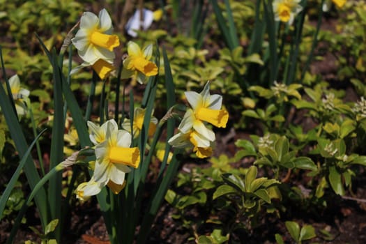 The picture shows a beautiful daffodil in the garden