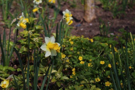 The picture shows a beautiful daffodil in the garden