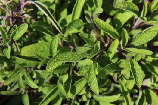 The pictureshows a field of healthy sage in the garden