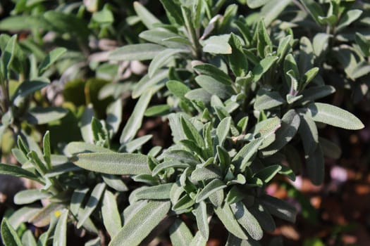 The picture shows a field of healthy sage in the garden