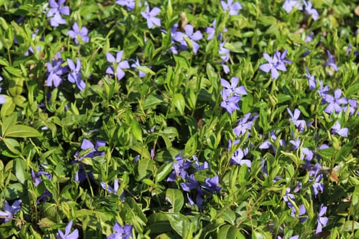 The picture shows a field of blue flowers