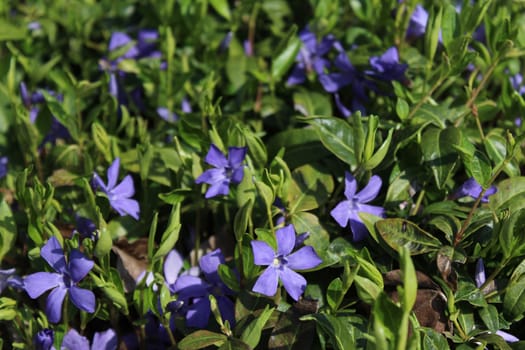 The picture shows a field of blue flowers