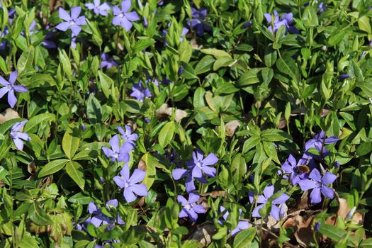 The picture shows a field of blue flowers