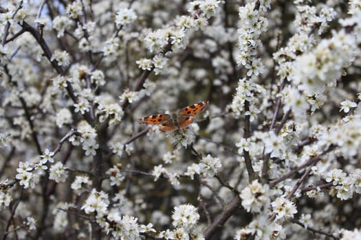 The picture shows a small tortoiseshell in white blossoms