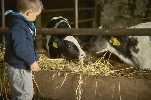 ROVIGO, ITALY 19 FEBRUARY 2020: Children play in a stable with farm cows