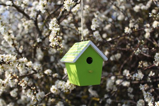 The picture shows a birdhouse in the blossoming bush
