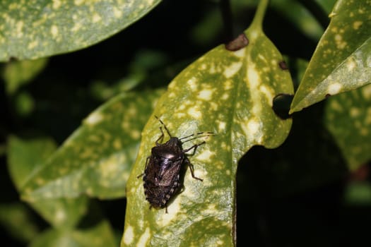 The picture shows a bug on a leaf in the garden