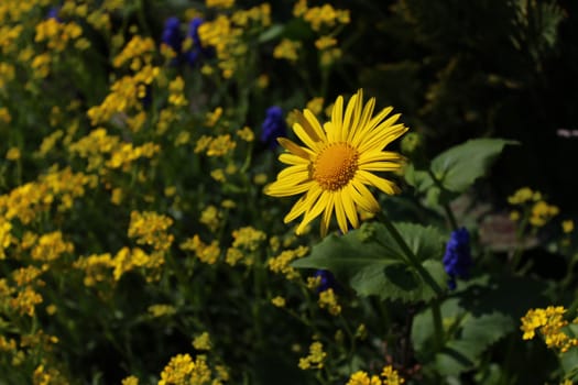 The picture shows beautiful spring flowers in the garden