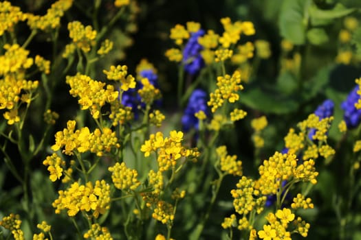 The picture shows beautiful spring flowers in the garden