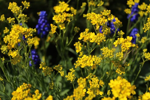 The picture shows beautiful spring flowers in the garden