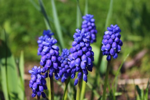 The picture shows a grape hyacinth in the garden