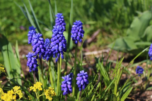 The picture shows a grape hyacinth in the garden