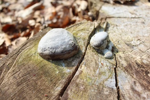 The picture shows a mushroom on a tree in the forest