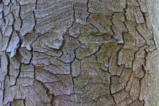 The picture shows a background with a tree bark