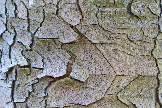 The picture shows a background with a tree bark