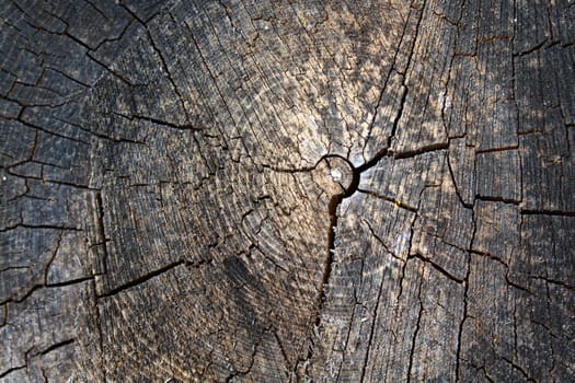 The picture shows a structure of a tree trunk