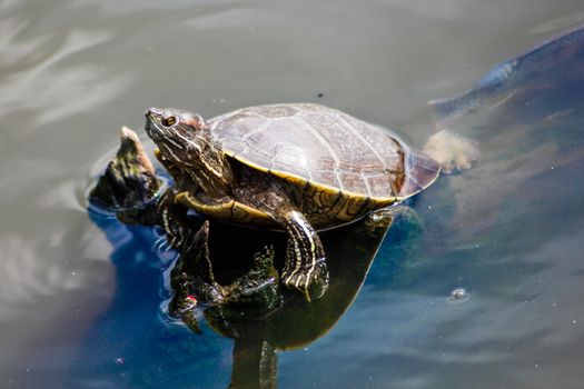 Aquatic turtle in a pond in the Dominican Republic